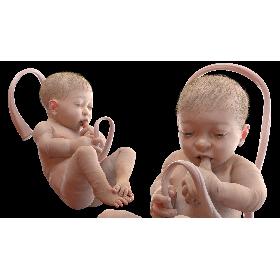 Baby Boy at 38 Weeks Fur 3D model